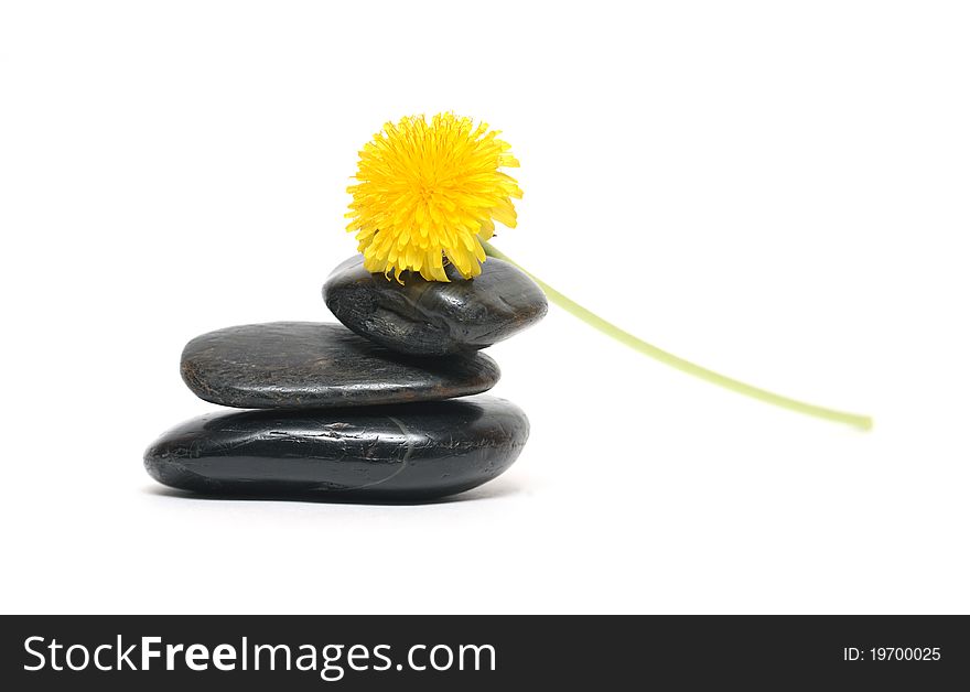 Closeup of nice yellow dandelion lying on black stones. Closeup of nice yellow dandelion lying on black stones