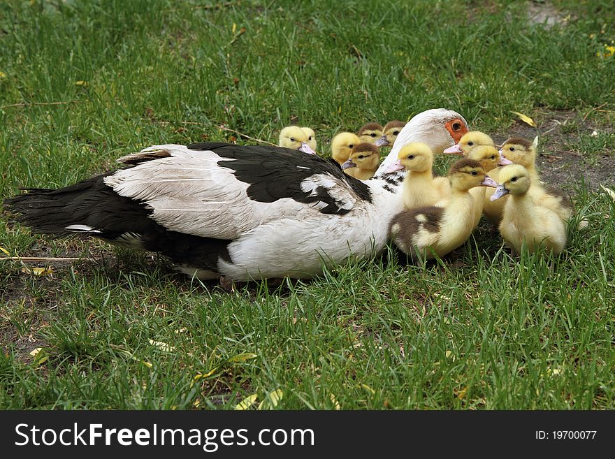 Duck s family