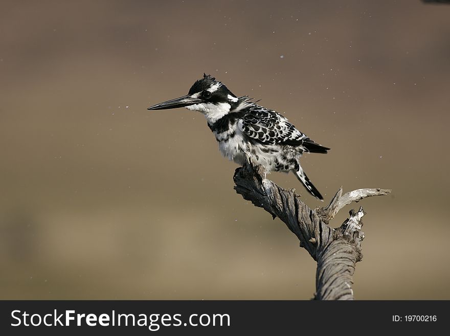 Pied Kingfisher sitting in tree over water