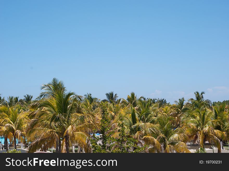 Palm trees background at a hotel - beach resort