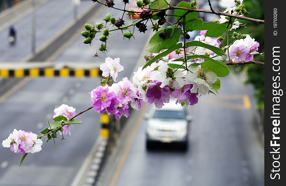 Pink Flower In The City