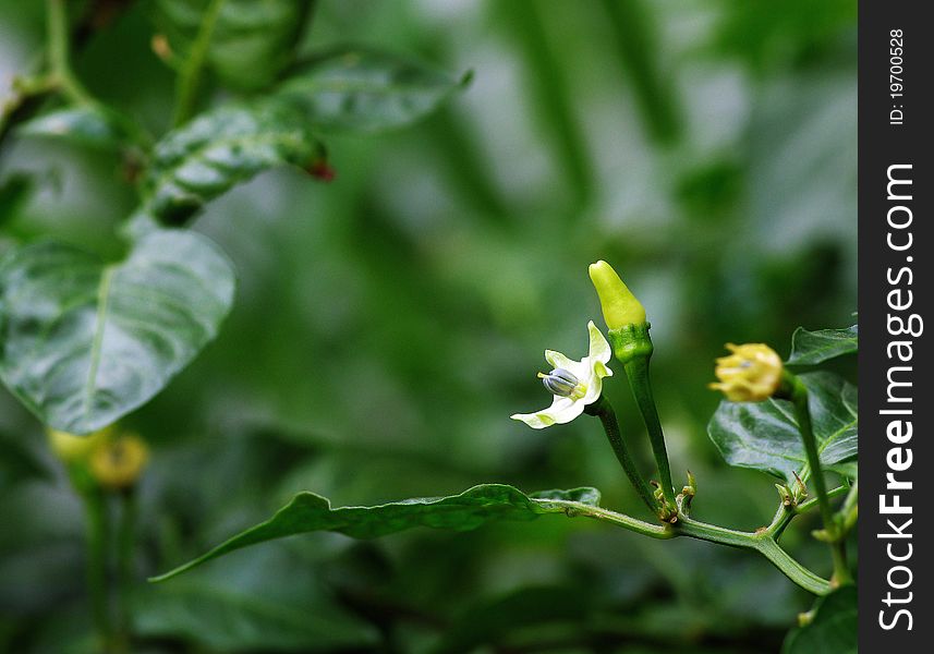 View of chilli flower in the garden