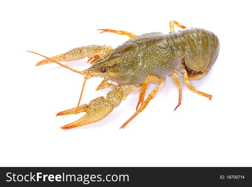 Crawfish on a white background