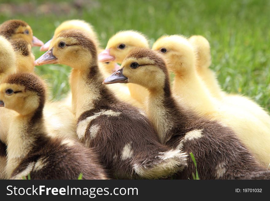 A Group of cute ducklings