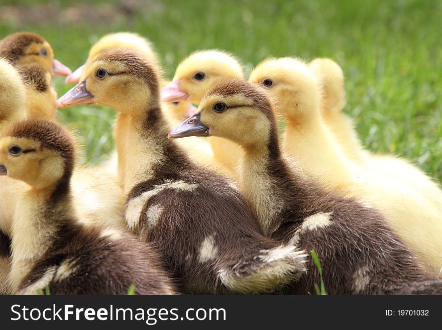 Ducklings