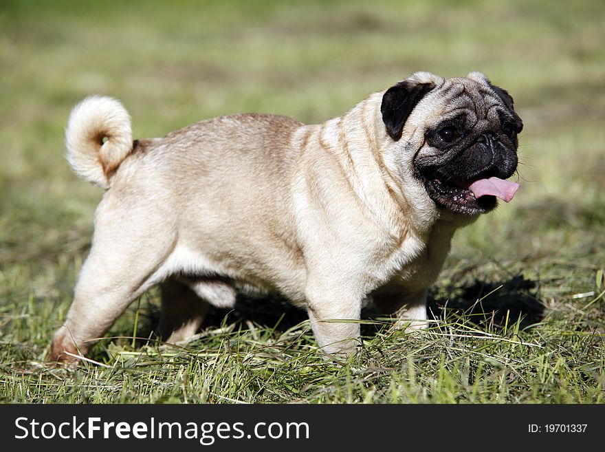 Cute pug dog standing on the green grass - outdoor picture. Cute pug dog standing on the green grass - outdoor picture