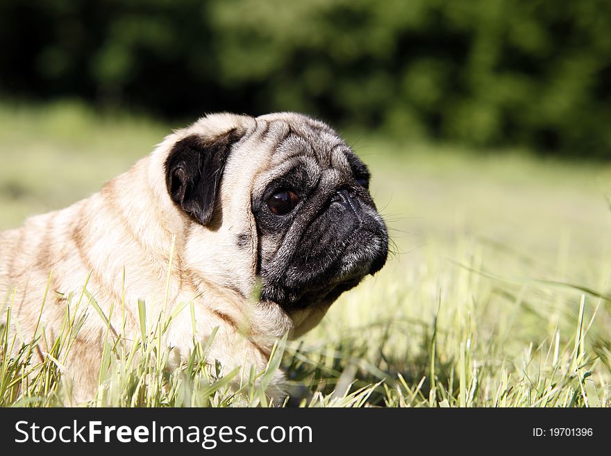 Cute pug dog resting on the green grass - outdoor picture. Cute pug dog resting on the green grass - outdoor picture