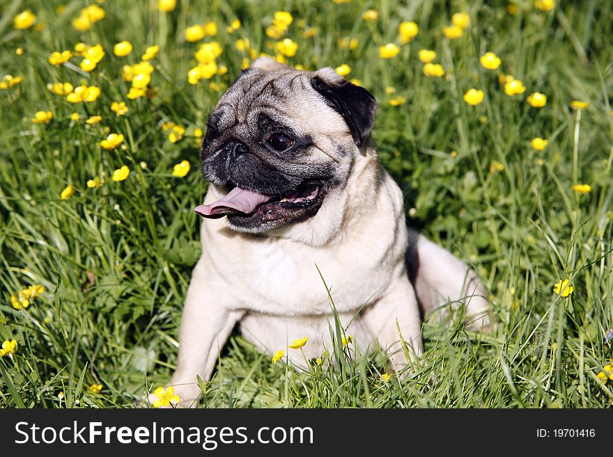 Cute pug dog resting on the green grass - outdoor picture. Cute pug dog resting on the green grass - outdoor picture