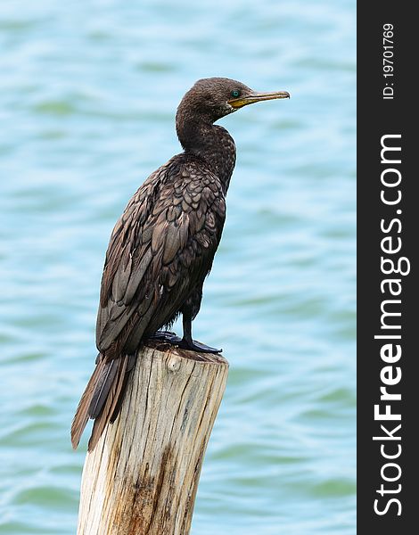 Great Cormorant perching on a log