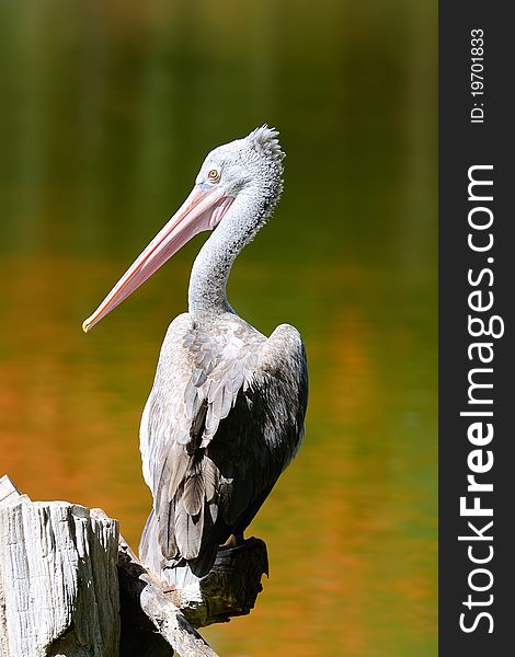 Pelican perching on a log