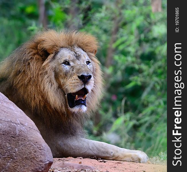 Male Lion Resting in Jungle