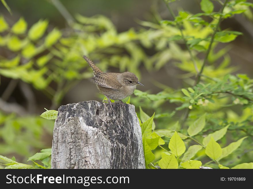 House Wren, Troglodytes aedon in early spring guarding it's territory