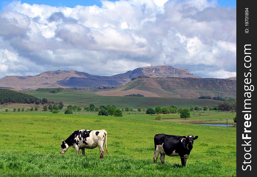 Black and white cows on a green pasture, South Africa