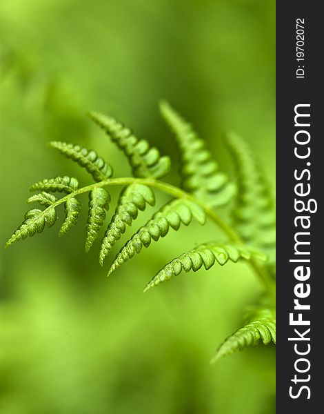 Close up with shallow depth of field of green fern in spring