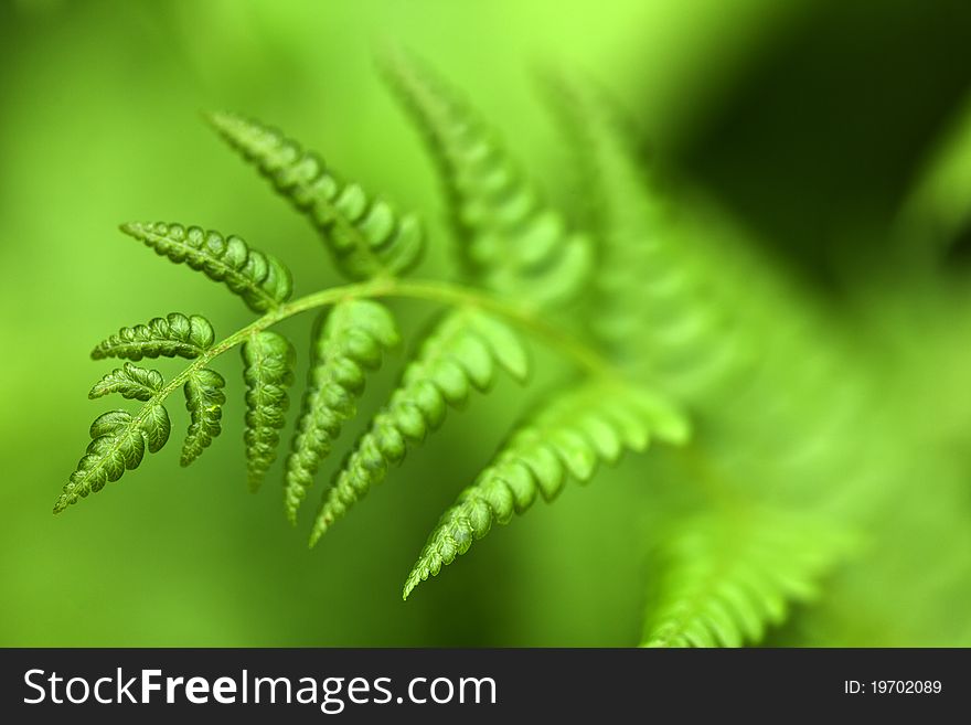 Close up with shallow depth of field of green fern in spring