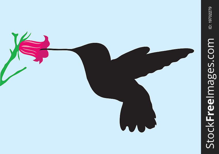 Background. A Silhouette Of The Humming-bird About