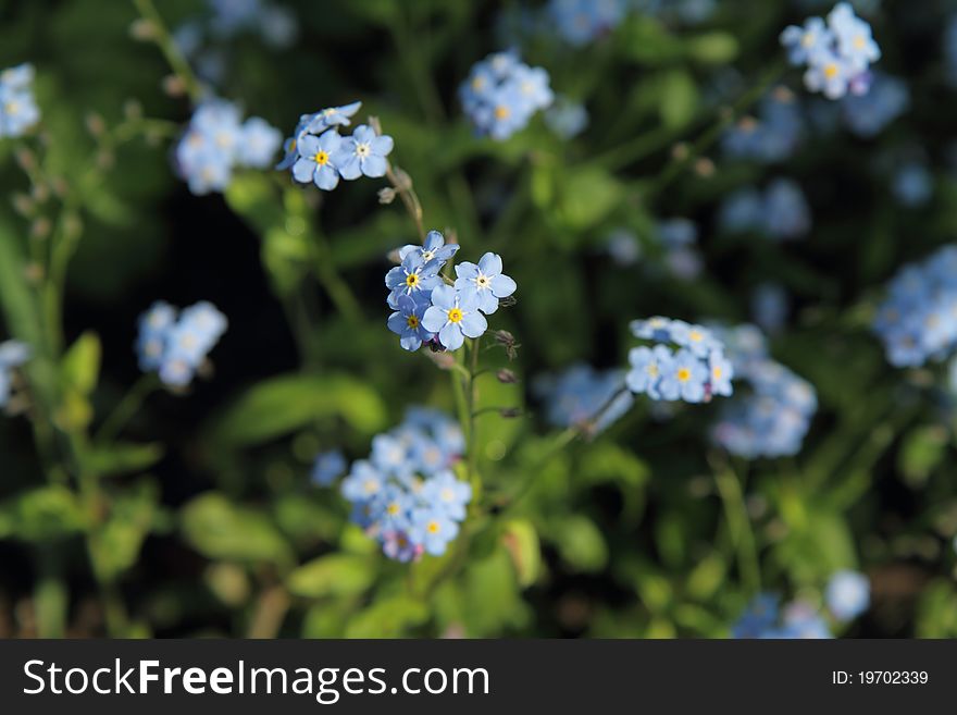 Forget-me-not  blue flowers in close up. Forget-me-not  blue flowers in close up