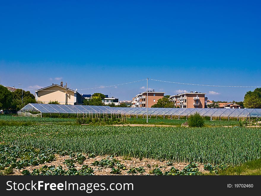 Private plantation with polytunnel greenhouses in Italy. Private plantation with polytunnel greenhouses in Italy