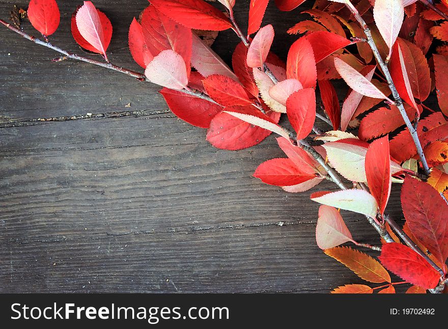 Autumn orange background with leaves and tree. Autumn orange background with leaves and tree
