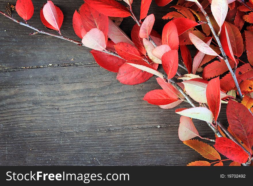 Autumn background with leaves