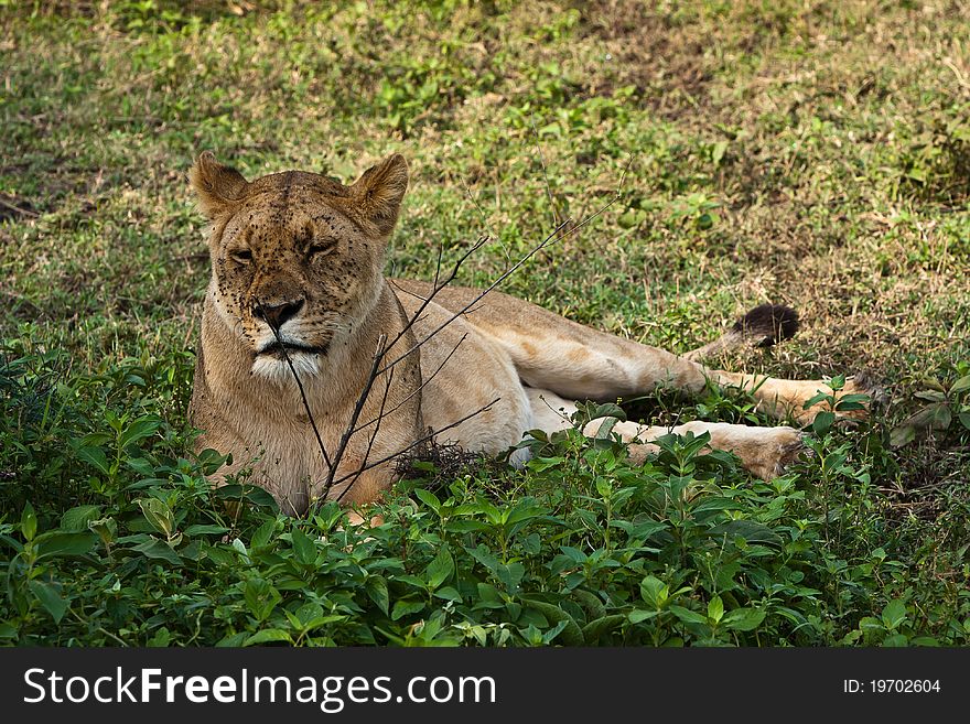 Picture of a lioness having a break after a good lunch taken in Serengeti park - Tanzania. Picture of a lioness having a break after a good lunch taken in Serengeti park - Tanzania