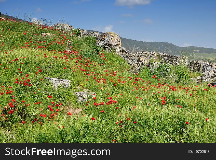 Red poppies in front of landscape view. Red poppies in front of landscape view