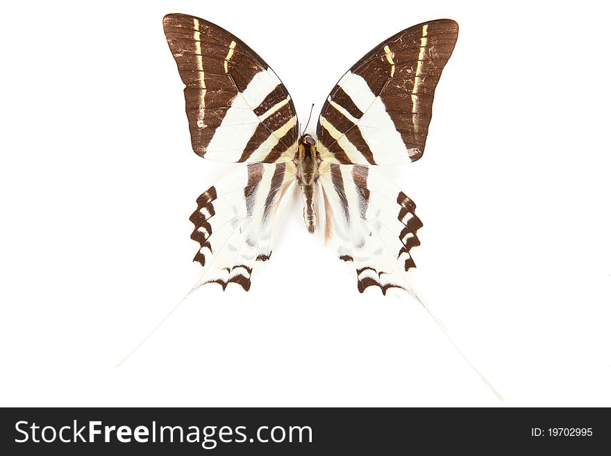 Black and white butterfly Graphium androcles isolated on white background