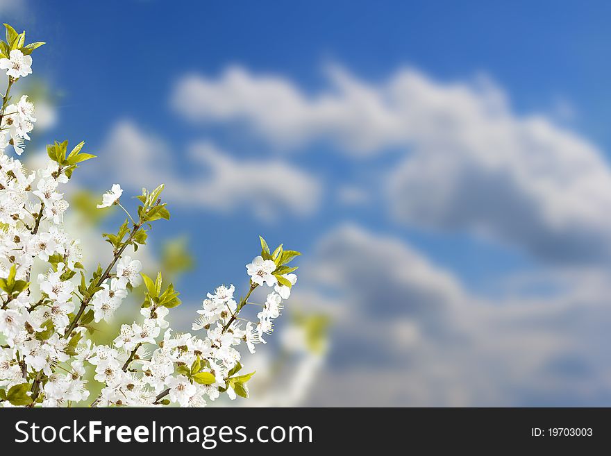 Branch with white flowers, sky in background