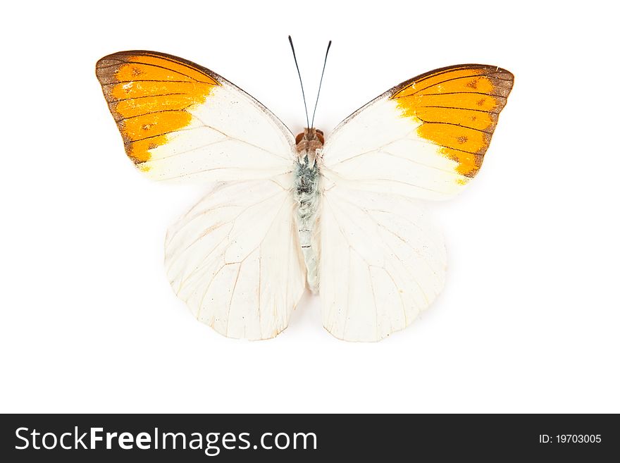 Yellow and orange butterfly Hebomoya glaucippe isolated on white background