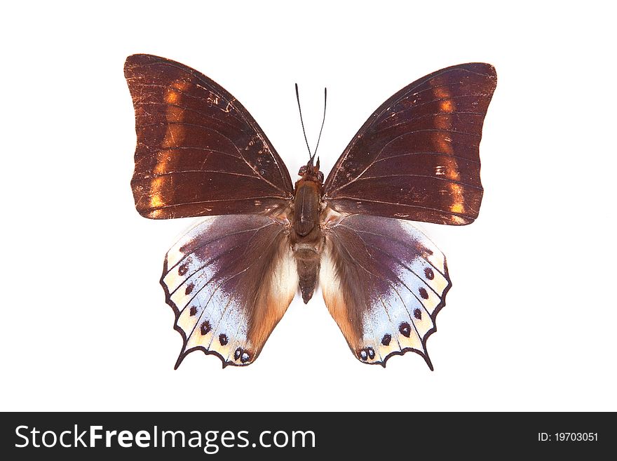 Brown and blue butterfly Charaxes euryalus isolated on white background