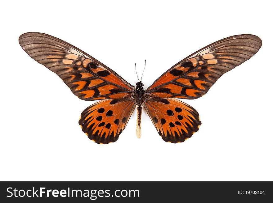 Black and red butterfly Papilio antimacusn isolated on white background