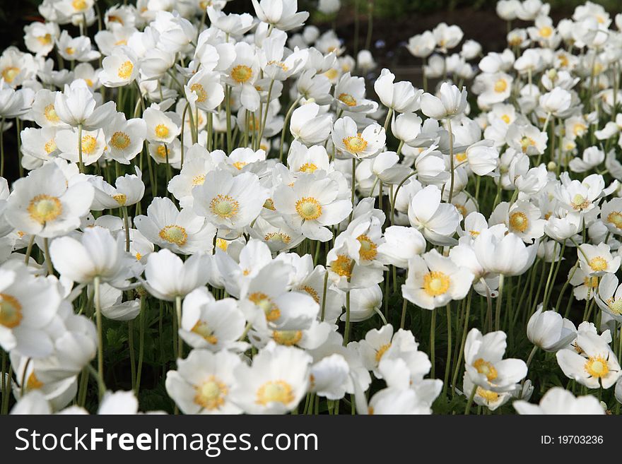 Lots of white spring flowers blooming. Lots of white spring flowers blooming