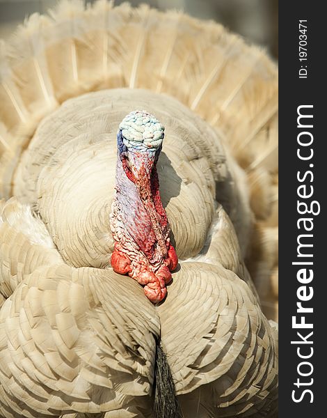 Portrait of Strutting turkey. Portrait of Strutting turkey