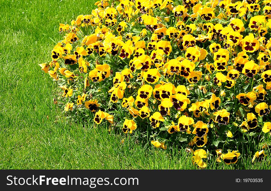 Pansy flowers