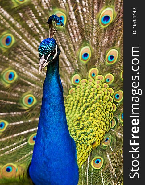 Indian Blue Peacock strutting his stuff