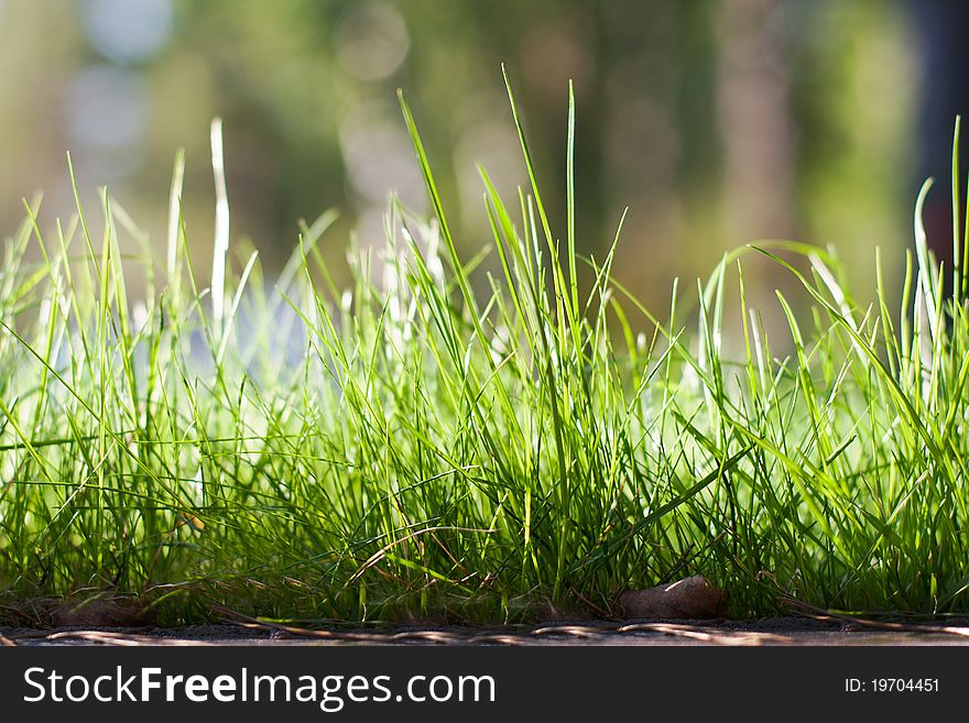 Fresh green grass on green background. Fresh green grass on green background