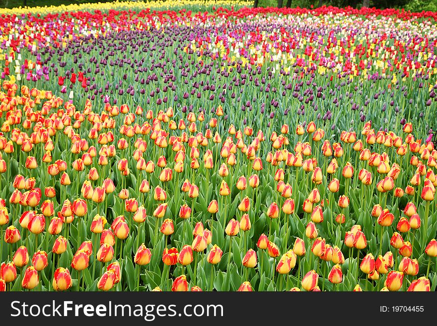 Field With Tulips