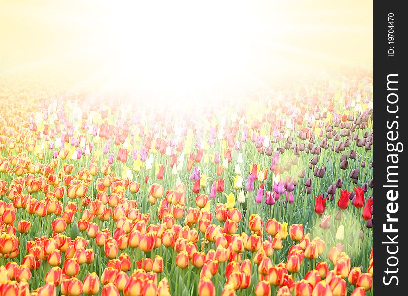 Background of field with colorful tulips. Background of field with colorful tulips.