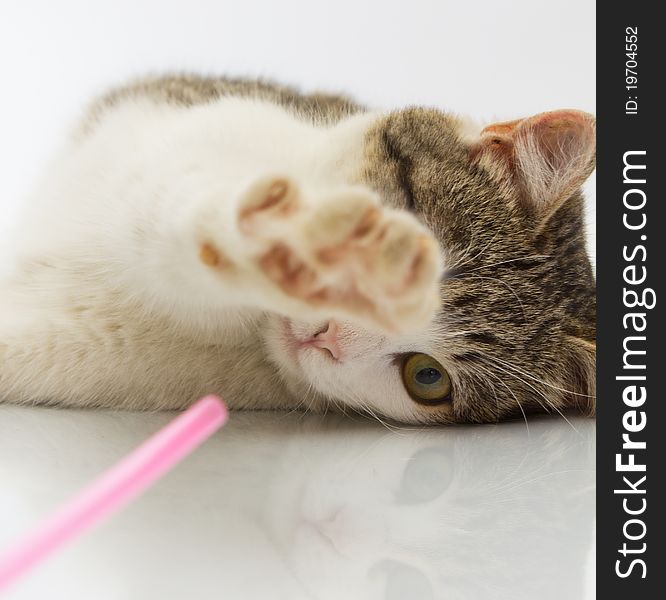 Cat playing with a straw