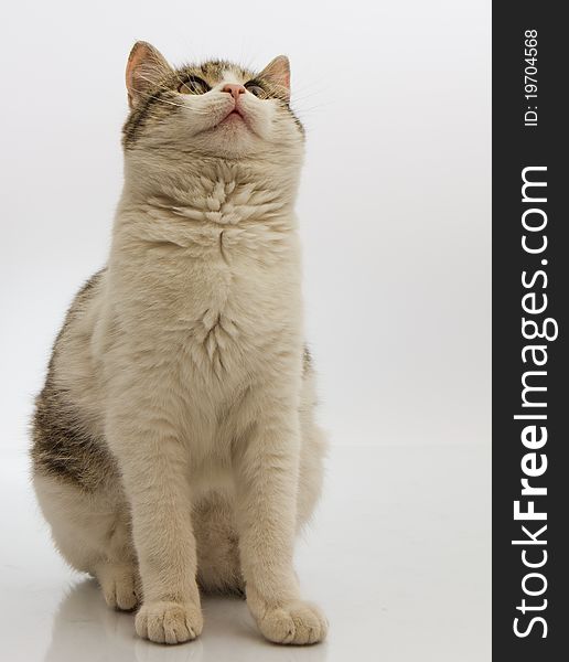 Cat looking up, shot in a studio