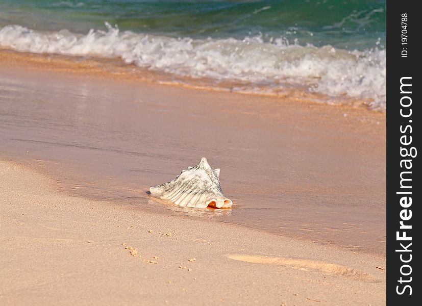 Conch Shell on Beach in the Caribbean