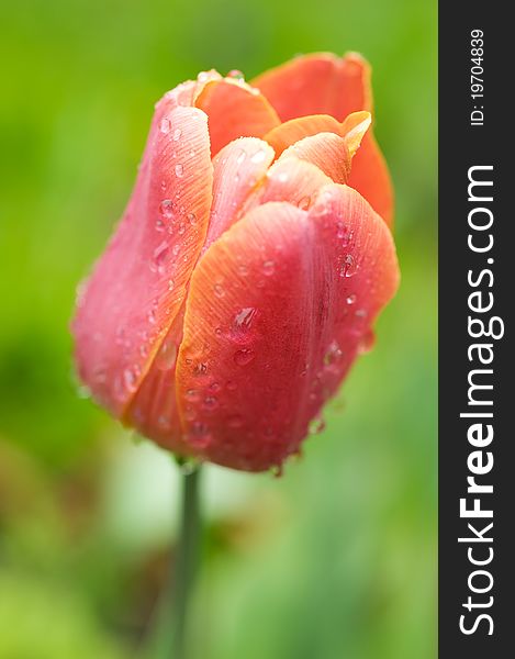 Beautiful pink tulip close-up