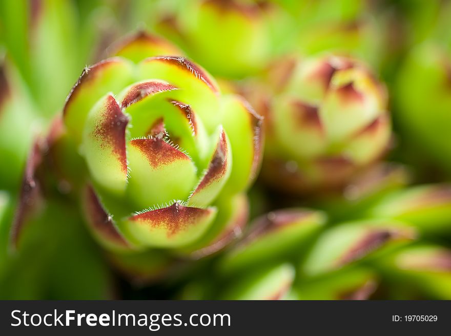 Decorative background of a spring grass. Decorative background of a spring grass