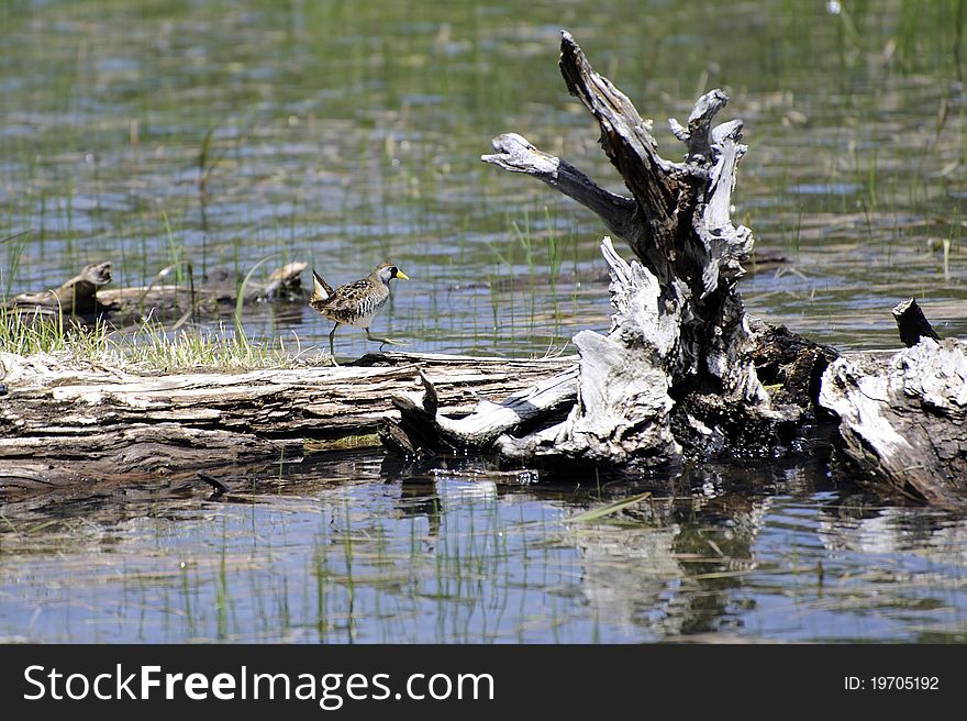 Birds of Skagway Reservoir Colorado. Birds of Skagway Reservoir Colorado