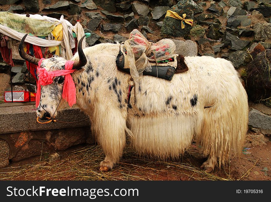A yak photographed in Tibet. A yak photographed in Tibet.