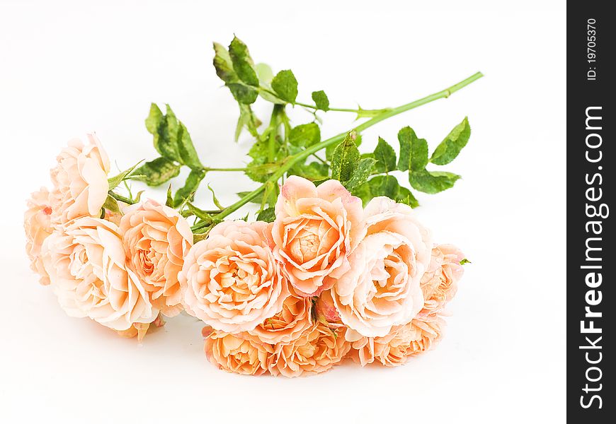 A bunch of roses on white background