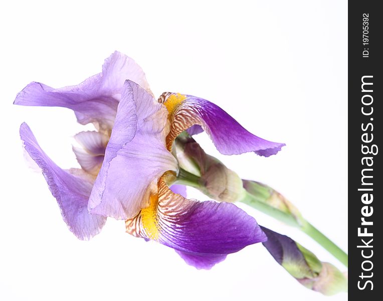 Purple iris flower on white background