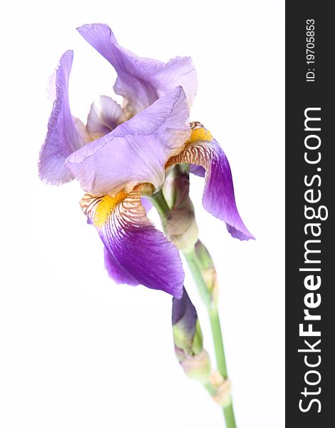 Purple iris flower on white background