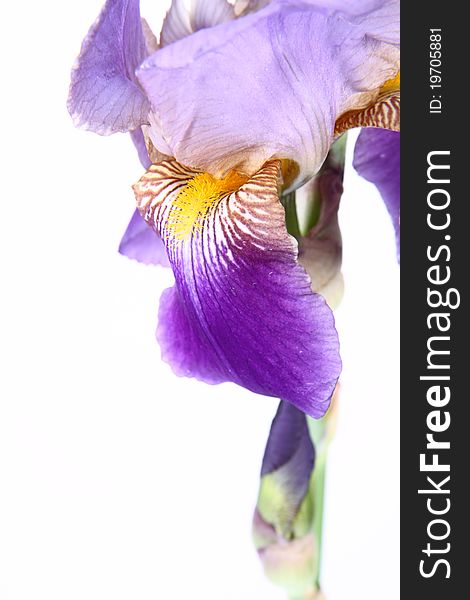 Purple iris flower on white background