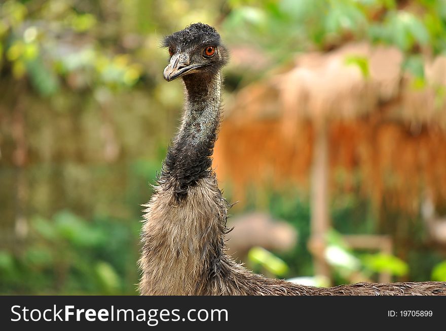 Profile of a ruffled and agitated ostrich closeup. Profile of a ruffled and agitated ostrich closeup.